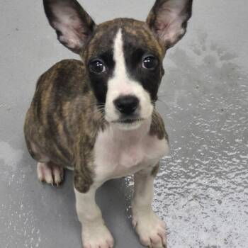 7/4/2026-Stray-SharonAvenue2 -  Mixed Breed Dog for Adoption in Columbus, Georgia - 7/4/2026-Stray-SharonAvenue2 | PetCurious