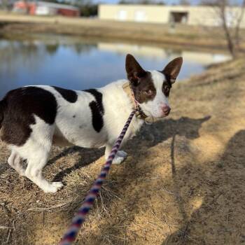 Alvin -  Corgi and Rat Terrier Dog for Adoption in Mansfield, Texas - Alvin | PetCurious