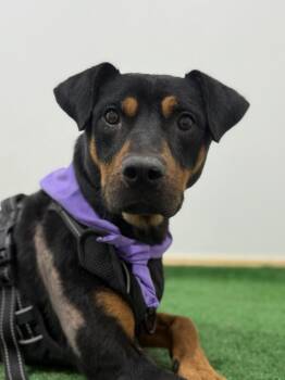 Rescue German Pinscher and Mixed Breed Dogs for Adoption in Carlsbad, California - Chico | PetCurious