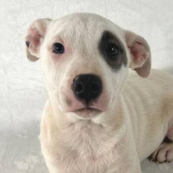 Terrier Dogs Available for Adoption - Khloe | PetCurious