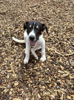 Rescue Mixed Breed Dogs for Adoption in Huntsville, Alabama - Jasper | PetCurious
