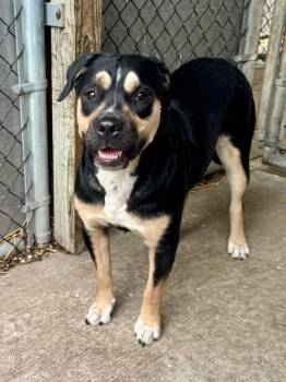 Rottweiler Dogs Available for Adoption in Chicago, Illinois - Ophelia | PetCurious