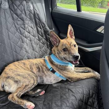Wilder -  Shepherd Dog for Adoption in Tallahassee, Florida - Wilder | PetCurious