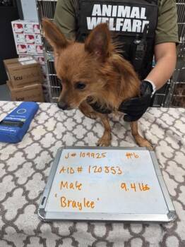 Pen 228 -  Dachshund and Chihuahua Dog for Adoption in Lawrenceville, Georgia - Pen 228 | PetCurious
