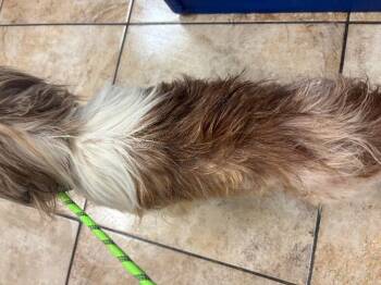 Muffin -  Mixed Breed Dog for Adoption in Cincinnati, Ohio - Muffin | PetCurious