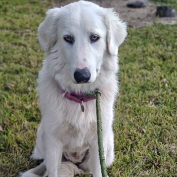 Rescue Great Pyrenees Dogs for Adoption in Beaumont, Texas - Moxie | PetCurious