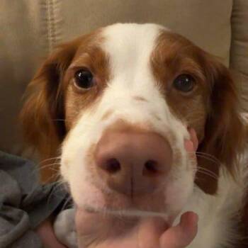 Copper 20044150 WI -  Brittany Spaniel Dog for Adoption in Manitowoc, Wisconsin - Copper 20044150 WI | PetCurious