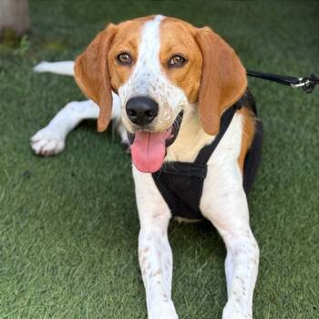 Rescue Foxhound Dogs for Adoption in Washington, District Of Columbia - Hutch | PetCurious