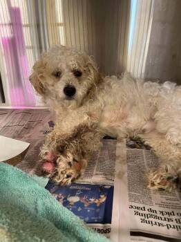 Rescue Mixed Breed Dogs for Adoption in New York, New York - Cotton (GA) | PetCurious