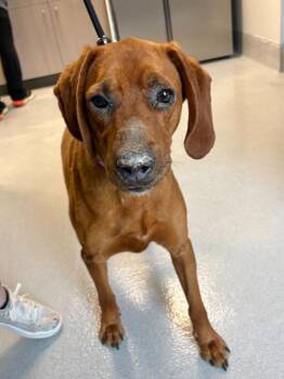 Redbone Coonhound Dogs Available for Adoption in Chillicothe, Ohio - Greta | PetCurious