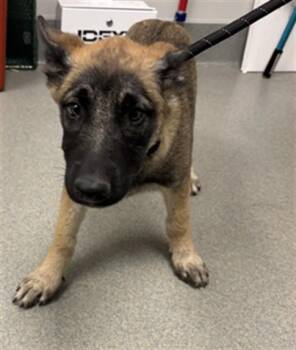 German Shepherd Dog Dogs Available for Adoption in Ontario, California - BAM BAM | PetCurious