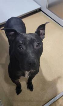 Pit Bull Terrier Dogs Available for Adoption in St. Peters, Missouri - BUDDY | PetCurious