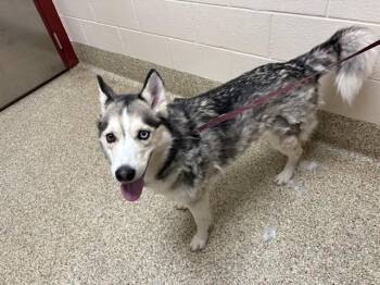 Siberian Husky Dogs Available for Adoption in Colorado Springs, Colorado - GHOST | PetCurious