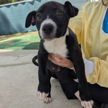 Ivy -  Mixed Breed Dog for Adoption - Ivy | PetCurious