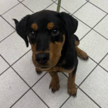Bubbles -  Mixed Breed Dog for Adoption in Charleston, West Virginia - Bubbles | PetCurious
