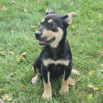 Katrina -  Shepherd Dog for Adoption in Minneapolis, Minnesota - Katrina | PetCurious