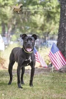 95443a Buffy -  Terrier and Mixed Breed Dog for Adoption in North Charleston, South Carolina - 95443a Buffy | PetCurious