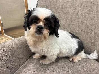 Bandit -  Shih Tzu Dog for Adoption in Hawk Point, Missouri - Bandit | PetCurious