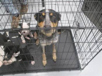 BAILEY -  Australian Cattle Dog Blue Heeler and Mixed Breed Dog for Adoption in Ocala, Florida - BAILEY | PetCurious