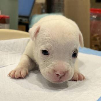 Mixed Breed Dogs Available for Adoption in Chattanooga, Tennessee - Milky Way | PetCurious