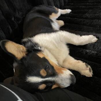 Corndog -  Corgi Dog Available for Adoption in Tacoma, Washington - Corndog | PetCurious