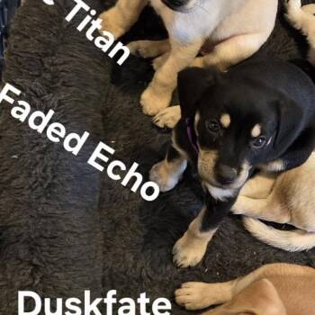 Mixed Breed Dogs Available for Adoption - Faded Echo | PetCurious