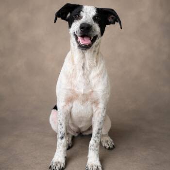 Petunia -  Labrador Retriever Dog for Adoption in Heber Springs, Arkansas - Petunia | PetCurious