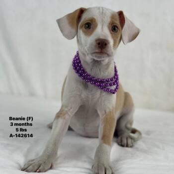 Beanie - Local August 28-30 -  Labrador Retriever Dog for Adoption in Brookshire, Texas - Beanie - Local August 28-30 | PetCurious