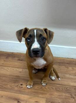 Paige -  Boxer and Staffordshire Bull Terrier Dog for Adoption in Fayetteville, Tennessee - Paige | PetCurious