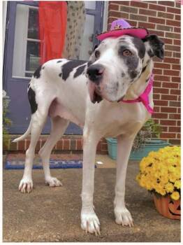 Dolly -  Great Dane Dog for Adoption in Fort Payne, Alabama - Dolly | PetCurious