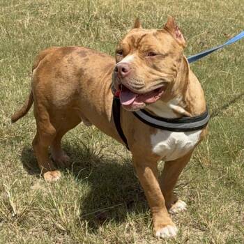 Hollywood -  Pit Bull Terrier Dog for Adoption in Bartlett, Tennessee - Hollywood | PetCurious