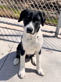 Beagle Dogs Available for Adoption in Muskegon, Michigan - Runt Runt | PetCurious