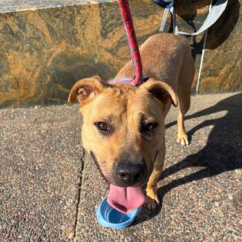 Wyatt -  Terrier and Mixed Breed Dog for Adoption in St. Peters, Missouri - Wyatt | PetCurious