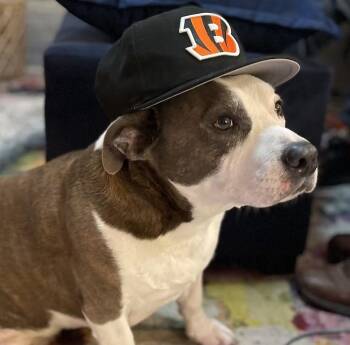 Tubs -  American Staffordshire Terrier and Corgi Dog for Adoption in Bryan, Texas - Tubs | PetCurious