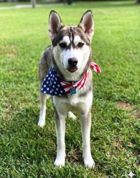 Sammie the Amazing Boy -  Siberian Husky and Alaskan Malamute Dog for Adoption in Baytown, Texas - Sammie The Amazing Boy | PetCurious