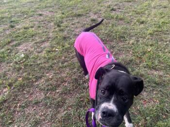Rescue Boxer and Bullmastiff Dogs for Adoption in Oakland, New Jersey - Lizzie | PetCurious