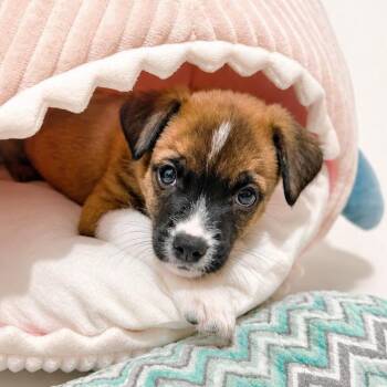 Bear -  Mixed Breed Dog for Adoption in Tampa, Florida - Bear | PetCurious