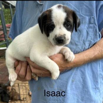 Isaac (I Litter) -  Mixed Breed Dog for Adoption - Isaac (I Litter) | PetCurious