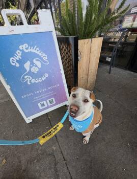 Shar Pei Dogs Available for Adoption - Drew | PetCurious