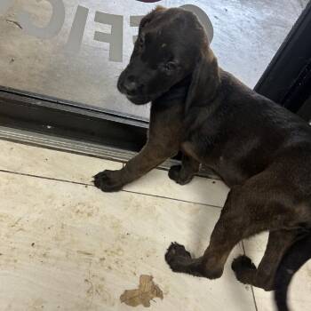 Freddie -  Mixed Breed Dog for Adoption in Lufkin, Texas - Freddie | PetCurious