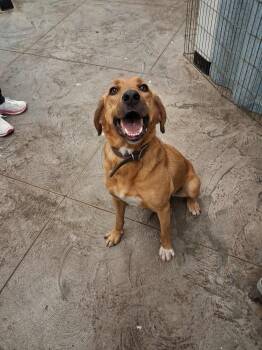 Rescue Golden Retriever and Hound Dogs for Adoption in Roosevelt, Utah - Ruger | PetCurious