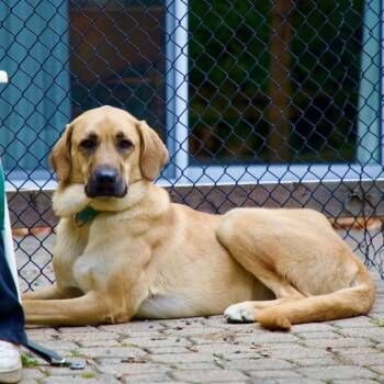 Ms. Survivor Hopper ( Tripaw) -  Yellow Labrador Retriever and Anatolian Shepherd Dog for Adoption in Ridgefield, Washington - Ms. Survivor Hopper ( Tripaw) | PetCurious