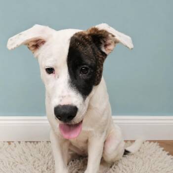 REGINALD (aka Reggie, Loving, Sweet, Smart, Good with Dogs, Kids -  Cattle Dog and Labrador Retriever Dog for Adoption in Houston, Texas - REGINALD (aka Reggie, Loving, Sweet, Smart, Good With Dogs, Kids | PetCurious
