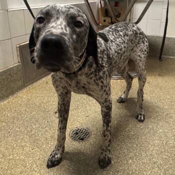 IVHS-Stray-143551_2 -  English Pointer Dog for Adoption in San Gabriel, California - IVHS-Stray-143551_2 | PetCurious