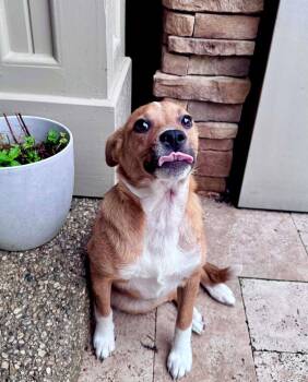Terrier Dogs Available for Adoption in Germantown, Ohio - Leia | PetCurious