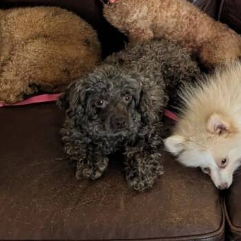 Tootsie -  Miniature Poodle Dog for Adoption in Rochester, Minnesota - Tootsie | PetCurious