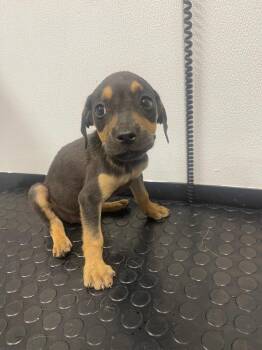 Widget -  Labrador Retriever and Mixed Breed Dog for Adoption in Kemp, Texas - Widget | PetCurious