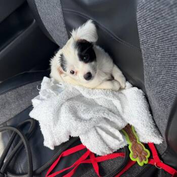 Bullet -  Mixed Breed Dog for Adoption in Lake Jackson, Texas - Bullet | PetCurious