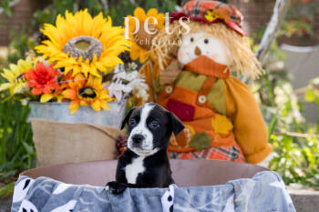 Rescue Mixed Breed Dogs for Adoption in Warrenton, Missouri - SM Scream | PetCurious