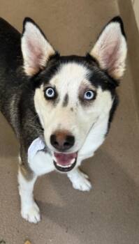 Zap -  Husky and Mixed Breed Dog for Adoption in San Antonio, Texas - Zap | PetCurious